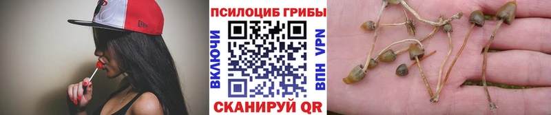гидра зеркало Казань Псилоцибиновые грибы Cubensis наркотики